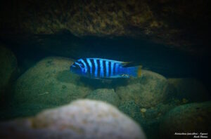 Metriaclima fainzilberi 'Ngwasi'